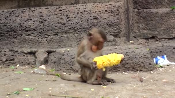 Baby Monkey Jedzenia Żółtej Kukurydzy Tajlandia Lopburi City — Wideo stockowe