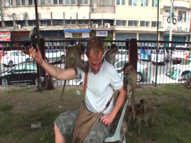 Many Monkeys Sitting Man Monkey Playing Beads Thailand — Stock Video