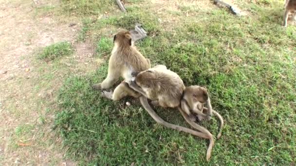 Rodzina Małp Jedna Małpa Opiekuje Się Innym Grzeje Włosy Tajlandia — Wideo stockowe