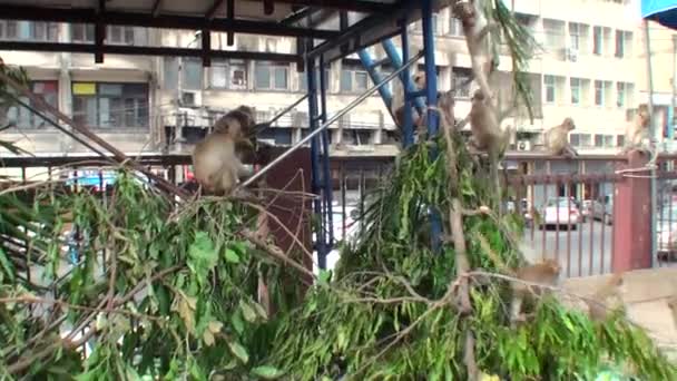 猿が木の枝にぶら下がっている — ストック動画
