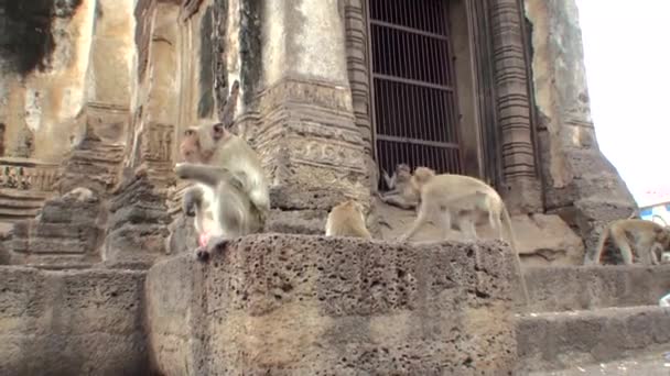 サルは古代仏教寺院の階段に座っている ロッブリー市 — ストック動画