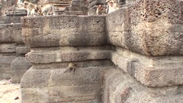 野生の猿の群れが仏教寺院の周りを走り回っている ロッブリー市 — ストック動画