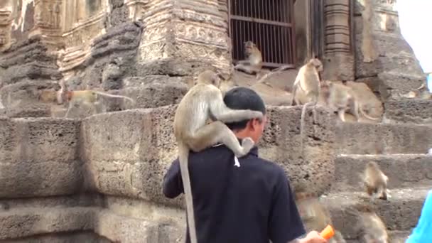 一只野猴坐在一个亚洲人的脖子上 洛普武里市 — 图库视频影像