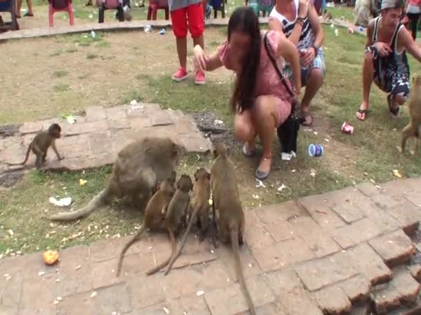 Donna Asiatica Nutre Scimmie Selvatiche Thailandia Lopburi City — Video Stock