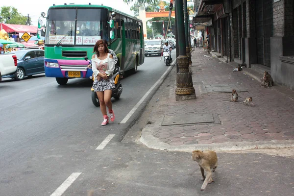 Küçük vahşi makak bir elektrik sokak telatlar. Vahşi maymun sürüsü