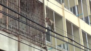 Vahşi bir maymun bir sokak elektrik teli üzerinde yürüyor. Tayland