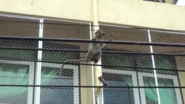 Küçük vahşi makak bir elektrik sokak telatlar. Vahşi maymun sürüsü