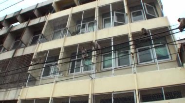 Vahşi makak sürüsü sokak elektrik telleri üzerinde yürüyor. Uzak plan