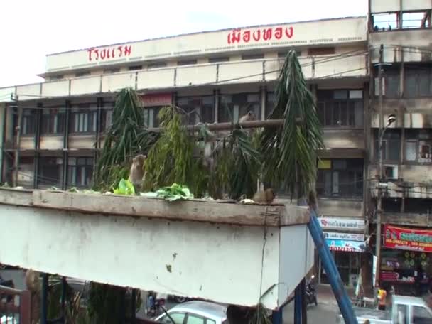 Małpa Dziecko Skacze Gałęzie Drzewa Prawo Centrum Miasta Tajlandia — Wideo stockowe