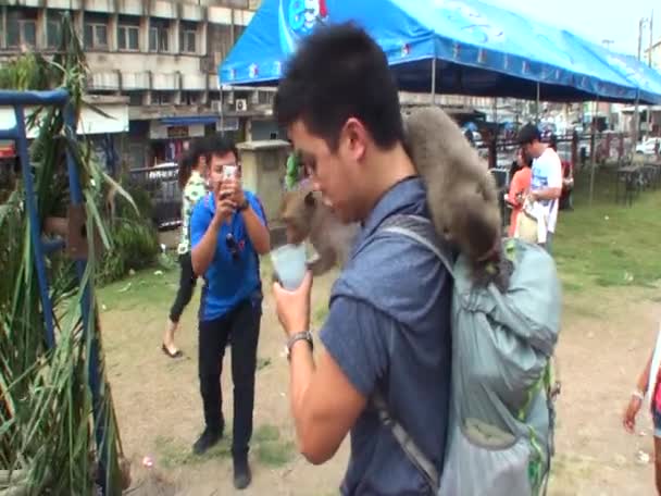Śmieszna Sytuacja Inteligentna Małpa Próbuje Otworzyć Plecak Turystyczny Tajlandia — Wideo stockowe