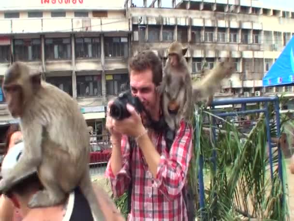 Een Wilde Aap Zit Schouder Van Een Mannelijke Toerist Thailand — Stockvideo