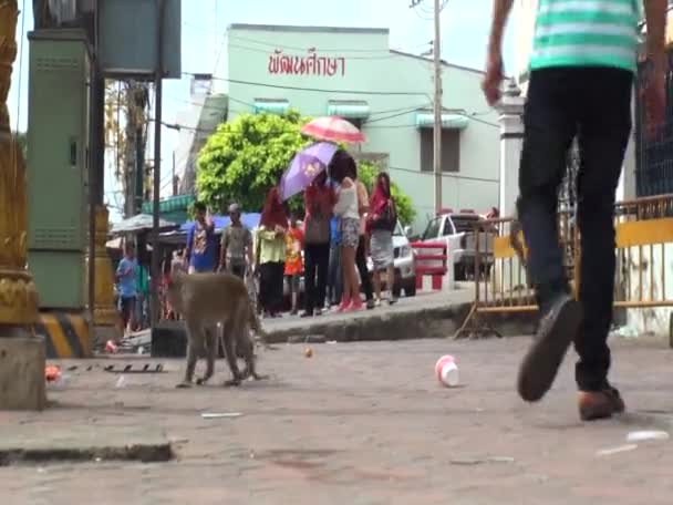 Mono Sienta Una Carretera Centro Ciudad Gente Pasa Lado Tailandia — Vídeo de stock