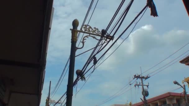 野生のサルは通りの電線で走る ロッブリー市 — ストック動画