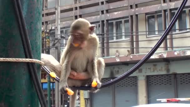 Macaco Senta Fio Elétrico Preto Come Mandarim Tailândia — Vídeo de Stock