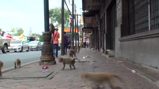 猴子在人行道上奔跑 在市中心 — 图库视频影像