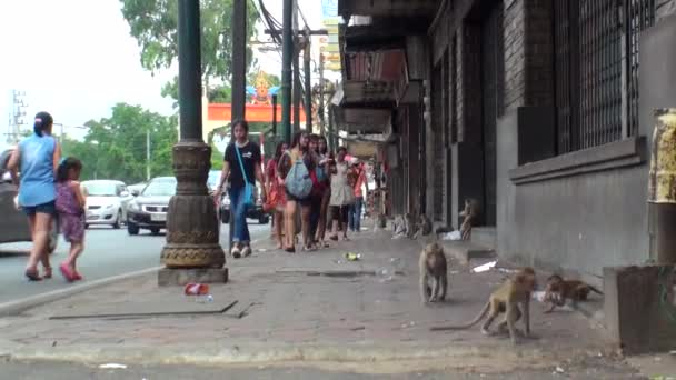 Натовп Тайських Дівчат Знаходиться Тротуарі Дикі Мавпи Працювати Під Ногами — стокове відео