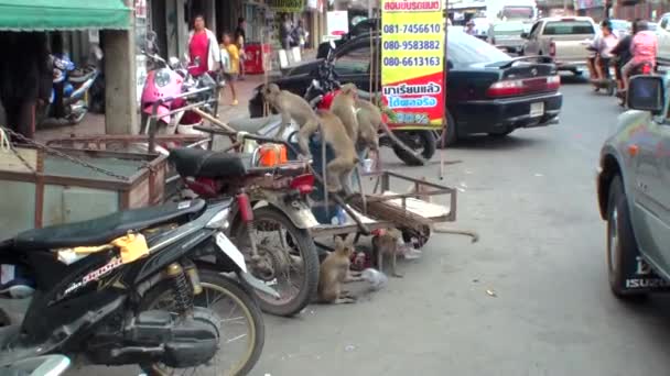 Los Macacos Salvajes Ahondan Lavabo Azul Justo Camino Tailandia — Vídeo de stock