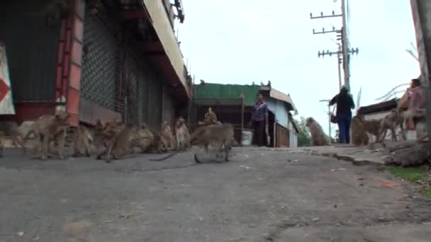 多くの野生のマカクは 道路に沿って実行されます 右のタイの女性の足元に — ストック動画