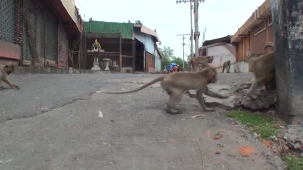 野生のサルの群れは 市内中心部の道路に沿って右に実行されます — ストック動画