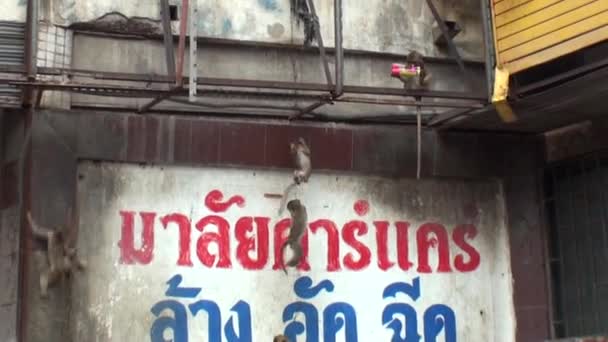 Jóvenes Macacos Salvajes Están Jugando Aguanta Cable Señal Roja Tailandesa — Vídeo de stock