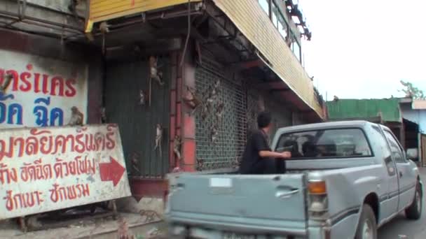 Opuszczony Dom Zostaje Zaatakowany Przez Stado Dzikich Małp Tajlandia — Wideo stockowe