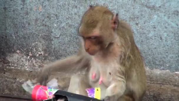 Una Hembra Macaca Salvaje Rasga Papel Brillante Juega Con Una — Vídeo de stock