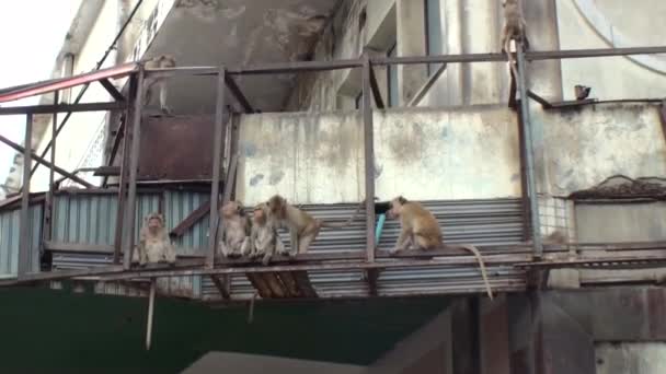 4,463 Funny monkey Videos, Royalty-free Stock Funny monkey Footage |  Depositphotos