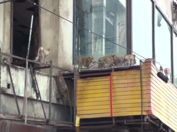 Flock Vilda Makaker Går Igenom Det Gamla Huset Thailand Lopburi — Stockvideo