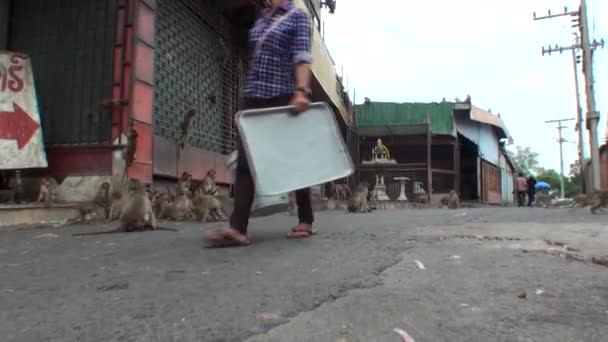 Женщина Идет Дороге Ногами Бежит Стадо Диких Обезьян — стоковое видео