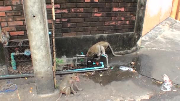 Wild Monkey Dricker Vatten Från Vattenledning Gatan — Stockvideo