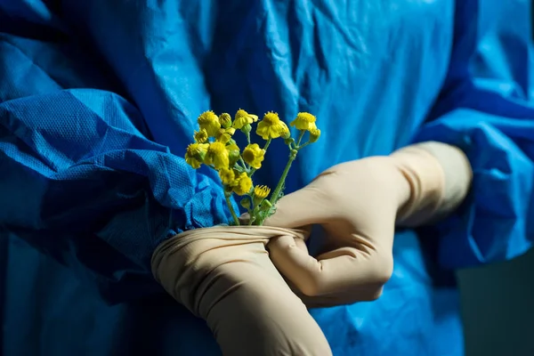 a doctor in a surgical suit from gloves grow yellow flowers. Medical concept. Yellow flowers are held by a doctor in a sterile glove, and an operating suit in blue. Health and healthcare. Surgery. Yellow flower. On a blue background.