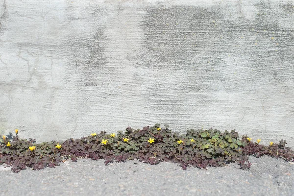 Gelbe Blüten Grüner Burgunderklee Textur Wachsender Kleeblumen Aus Strukturiertem Betonasphalt — Stockfoto