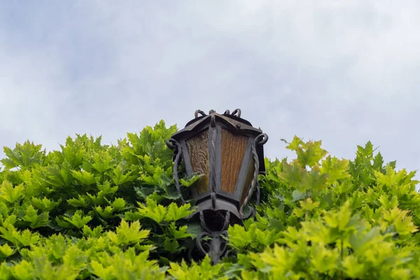 Lamp Post Vintage Street Lamp Green Foliage Tree Blue Sky — Stock Photo, Image