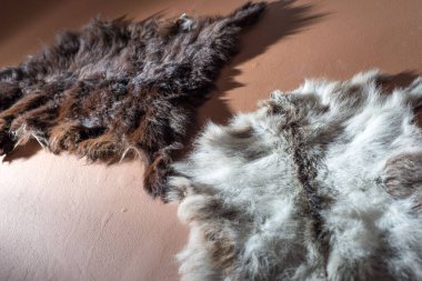 Avcı ganimetleri için yer var. Duvarda av ganimeti dokusu hayvan derisi kürkü, iç dekorasyon. Kahverengi duvarda. Duvarın içini dekore etmek için hayvan kürkü kullanıyor. Yırtıcı Kürk