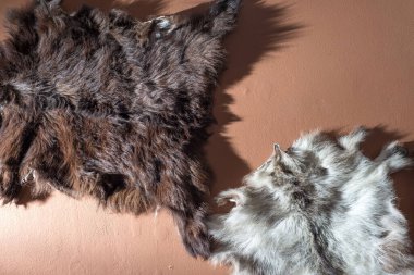 Avcı ganimetleri için yer var. Duvarda av ganimeti dokusu hayvan derisi kürkü, iç dekorasyon. Kahverengi duvarda. Duvarın içini dekore etmek için hayvan kürkü kullanıyor. Yırtıcı Kürk