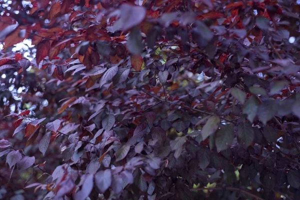 园中紫叶的特写自然景观 深色背景 热带叶 — 图库照片