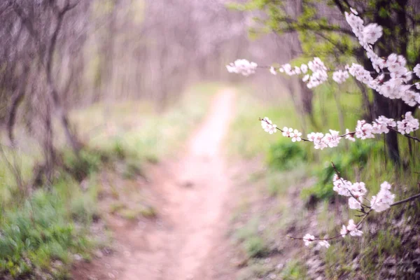 Primavera Desfocado Fundo Flores Brancas Rosa Cereja Parque Primavera Caminho — Fotografia de Stock