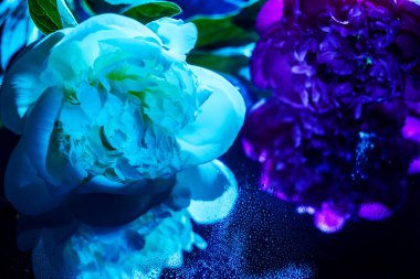 beautiful blossoms of red and white peonies. In moonlight blue, against a mirror background, with dew drops clipart