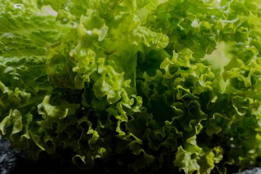 marul salatası yaprakları yeşillik arka plan taze yeşil bahçe