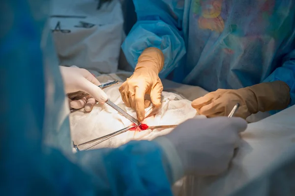 surgical suture. The hands of the surgeon and assistant in a sterile operating room impose a cosmetic suture on the skin of the patient\'s child. The end of the urological operation