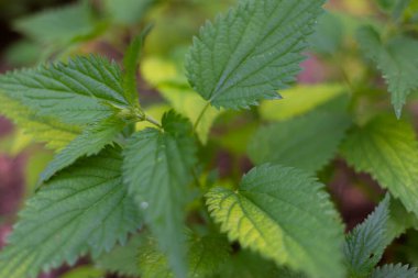 Isırgan otunun makro fotoğrafı. Yumuşak yeşil yapraklı ısırgan otu. Arkaplanda ısırgan otu yetişir. Isırgan otu dokusu üstten görünür. Tilkilerin yakın çekimi yeşildir. İyileştirme tesisi