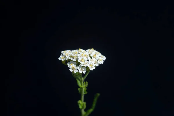 Bellas Flores Silvestres Blancas Entre Flores Silvestres Blancas Cerca Sobre —  Fotos de Stock