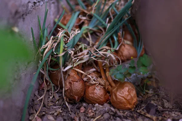 black mold onions. onion head with golden husk and mold on top. fungal disease on vegetables. onion disease, close-up of bulbs, shriveled, growing in urban conditions, in dirty soil