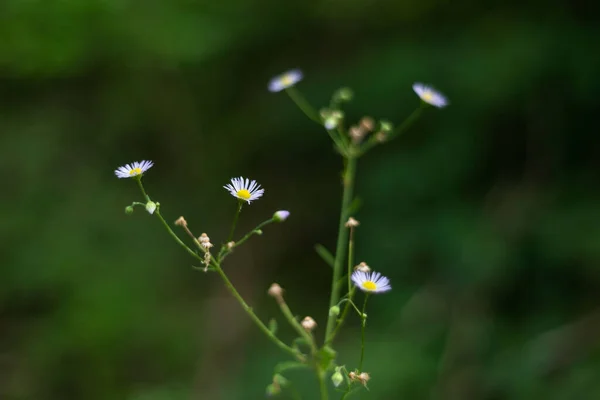 Becket Smã Kamomill Blommor Mot Grã Bakgrund Naturlig Bakgrund Vit — Stockfoto