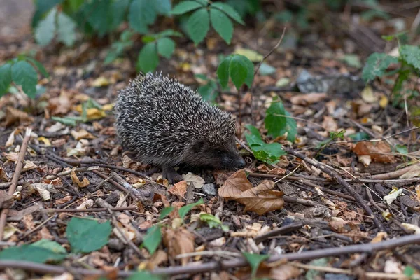 森の中の孤独なハリネズミ 鋭い棘のあるハリネズミのとげ 緑の森の草で春の森の中でイソギンチャクの間で若いハリネズミ 春の高さ 一般的なハリネズミErinaceusヨーロッパとヨーロッパの木材Anemone Anemone Nemorosa — ストック写真