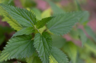 Isırgan otunun makro fotoğrafı. Yumuşak yeşil yapraklı ısırgan otu. Arkaplanda ısırgan otu yetişir. Isırgan otu dokusu üstten görünür. Tilkilerin yakın çekimi yeşildir. İyileştirme tesisi