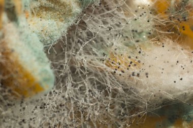 Orman zemininde büyüyen minik balçık kalıbı penisilinin yakın çekim görüntüsü, yeşil küf, güneşte yumuşacık küf. Kurumuş limon kabuğunda yetişen penisilin küçük mantarların soyut yakın çekimi. Meyve küfü.