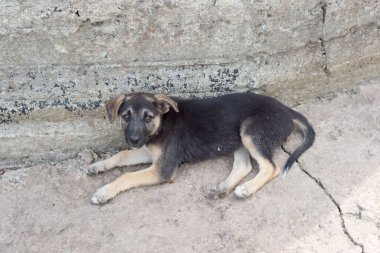 Sokak köpeği beton bir levhanın üzerinde yatıyor. Kara köpek, sokak çocuğu Evsiz köpek duvarın yanında uyuyor