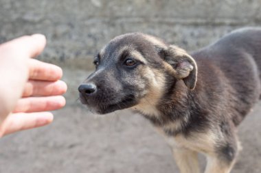 El, başıboş küçük bir köpeğe uzanır. Tayland sokak köpeği.