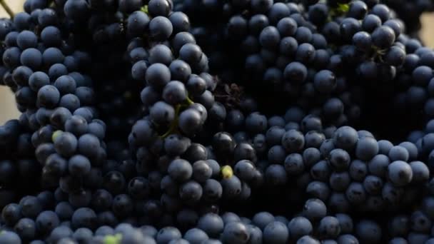 Tekstur af blå druer, close-up, friskplukket flok druer – Stock-video